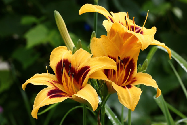 Обои картинки фото цветы, лилии,  лилейники, дача, июль, лилейники, лето, сад, флора