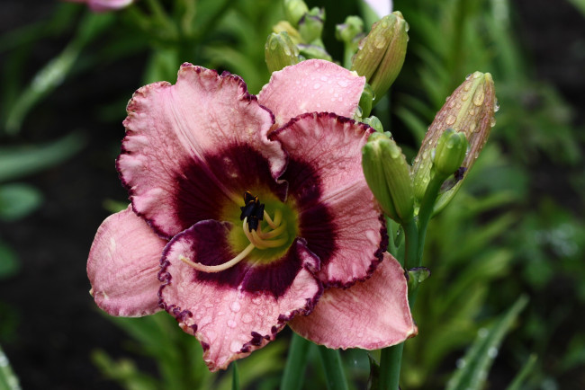 Обои картинки фото цветы, лилии,  лилейники, дождь, июль, капли, дождя, дача, лилейники