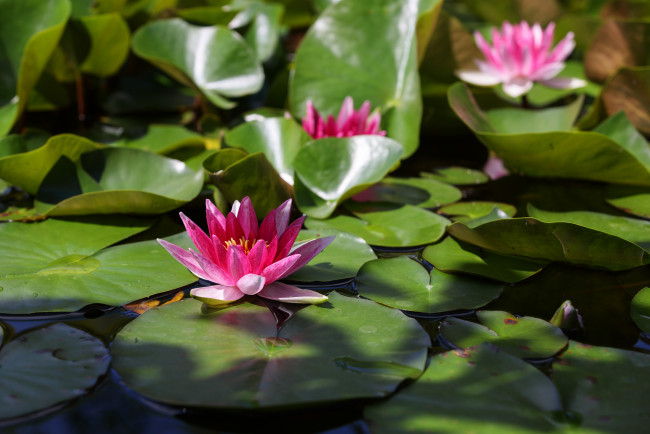 Обои картинки фото цветы, лилии водяные,  нимфеи,  кувшинки, пруд, красиво, нимфея, лилии, лето, красочно