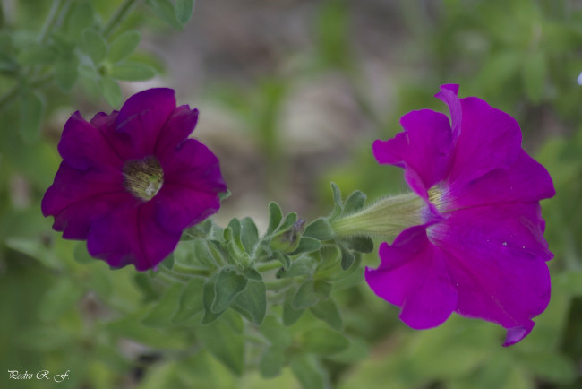 Обои картинки фото цветы, петунии,  калибрахоа, листья, ярко, бутоны, петуния