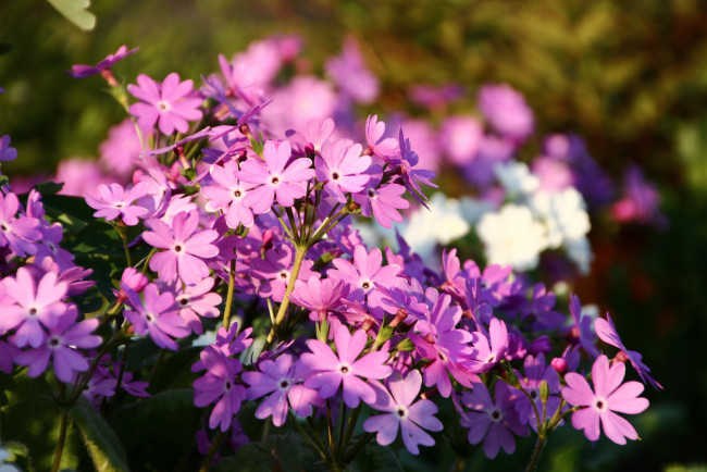 Обои картинки фото цветы, примулы, флора, примула, сад, май, весна, дача