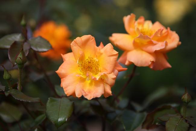 Обои картинки фото цветы, розы, роза, бутон, лепестки, листья, цветение, rose, bud, petals, leaves, blossoms