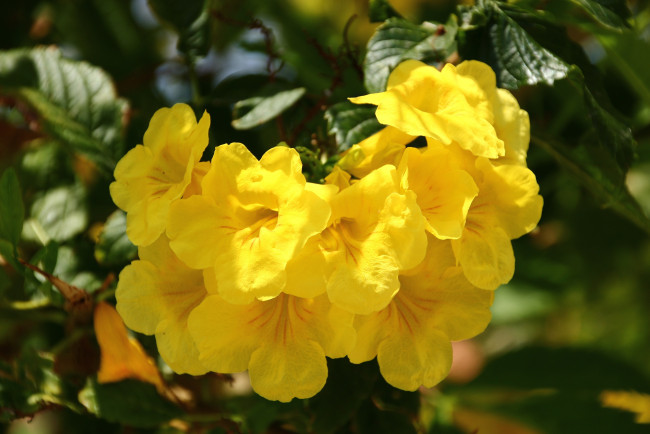 Обои картинки фото цветы, вьетнама, цветущие, кустарники, тропические