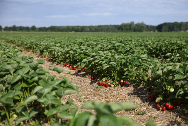 Обои картинки фото природа, поля, вкусно, клубника, поле, утро, ягоды