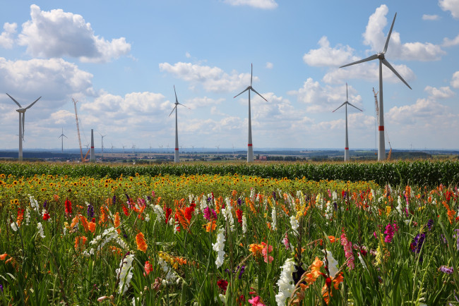 Обои картинки фото разное, мельницы, мельница, цветы, пейзаж, облака, лето, красиво, гладиолусы