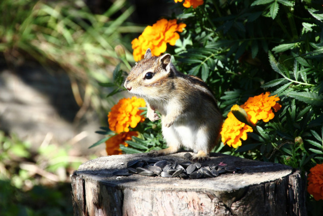 Обои картинки фото животные, бурундуки, хабаровск, животный, мир, дикие, дача, дальний, восток, грызуны