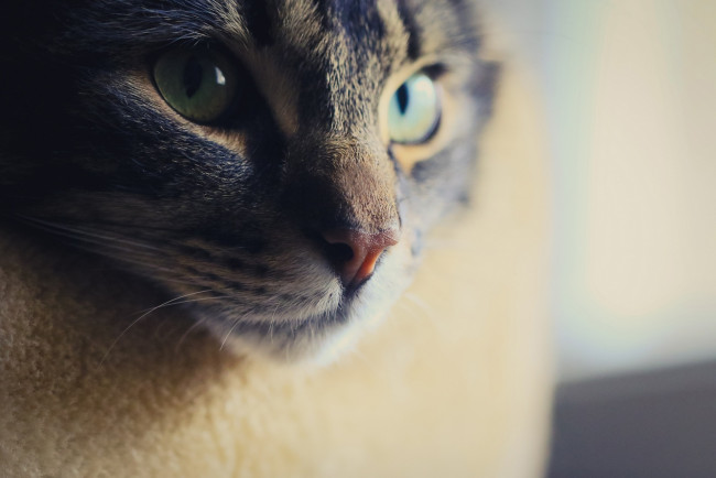 Обои картинки фото животные, коты, морда