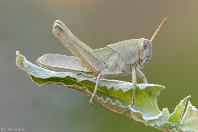 Обои картинки фото животные, кузнечики,  саранча, фон, природа, листик, насекомое, кузнечик