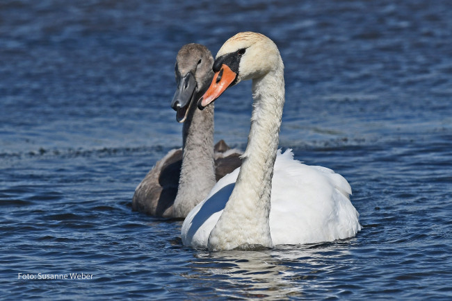 Обои картинки фото животные, лебеди, пруд, белый, пара, природа, серый, любовь, плывут, вода