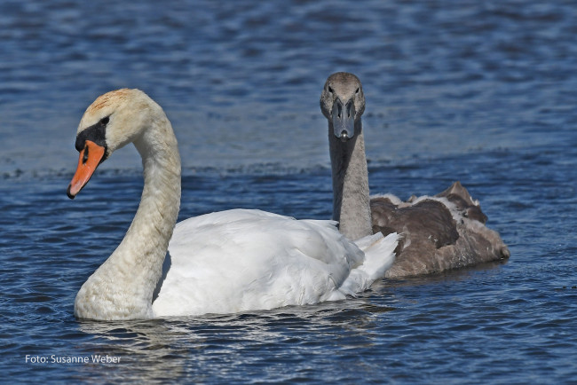 Обои картинки фото животные, лебеди, серый, белый, пара, любовь, природа, плывут, вода, пруд