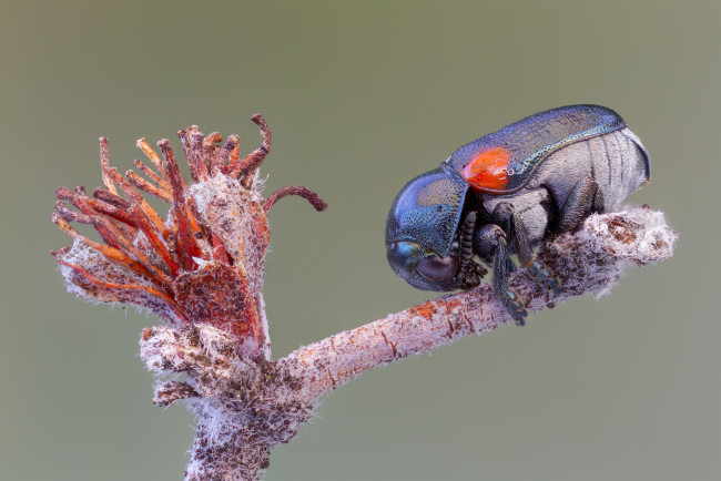 Обои картинки фото животные, насекомые, фон, макро, ветка, жук