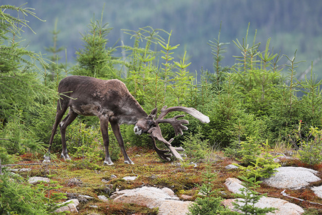Обои картинки фото животные, олени, деревья, большой, ели, рога, олень