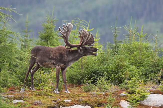 Обои картинки фото животные, олени, шкура, рога, олень, елки, деревья, больной