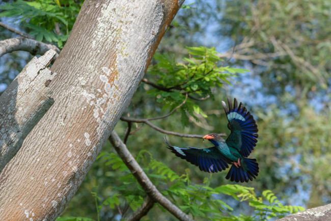 Обои картинки фото животные, птицы, птица, окрас, перья