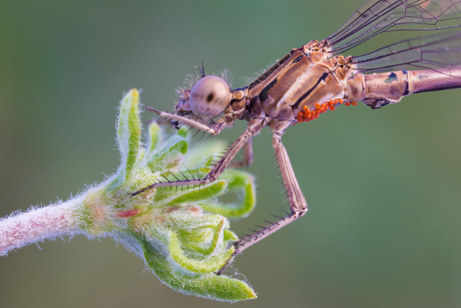 Обои картинки фото животные, стрекозы, макро, глаза, стрекоза, фон