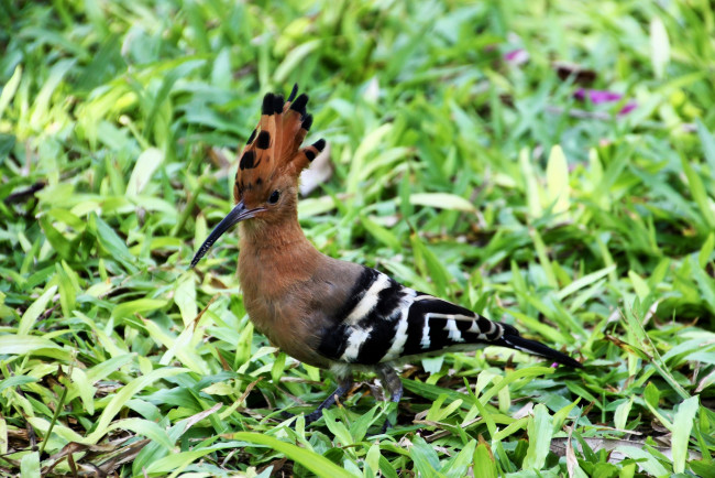 Обои картинки фото животные, удоды, удод, птицы