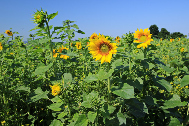Обои картинки фото цветы, подсолнухи, лепестки, цветок, лето, подсолнух, цветение, листья
