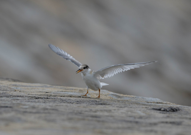 Обои картинки фото животные, птицы, природа, ветки, дерево, клюв, птица