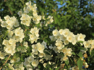 Картинка цветы жасмин весна 2018