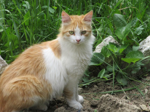 Картинка животные коты весна 2018