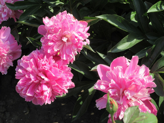 Обои картинки фото цветы, пионы, весна, 2018