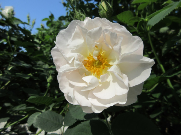 Обои картинки фото цветы, розы, весна, 2018