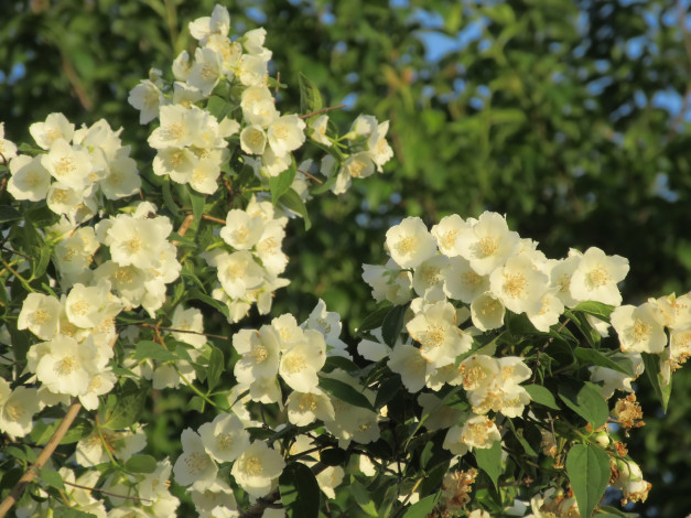 Обои картинки фото цветы, жасмин, весна, 2018