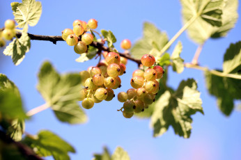 обоя природа, ягоды, смородина