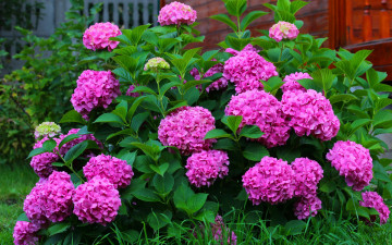 Картинка цветы гортензия розовая куст