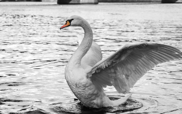 Картинка животные лебеди лебедь белый вода