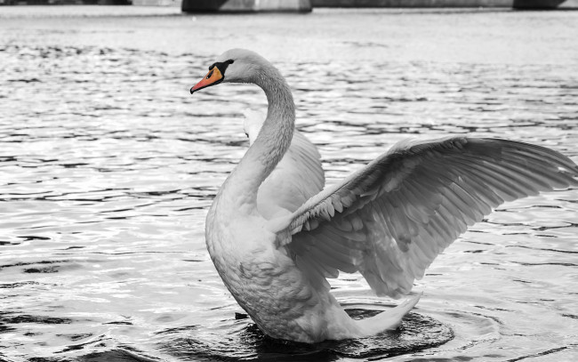 Обои картинки фото животные, лебеди, лебедь, белый, вода