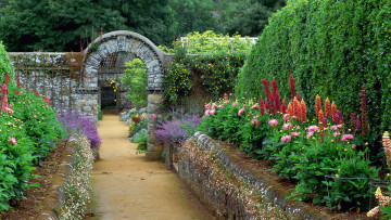 Картинка природа парк аллея арка георгины люпин