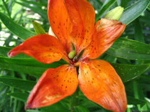 Картинка цветы лилии лилейники