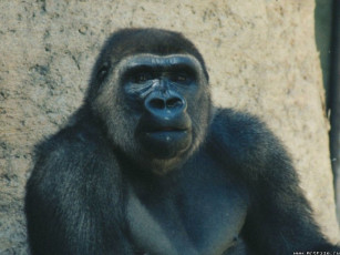 Картинка животные обезьяны