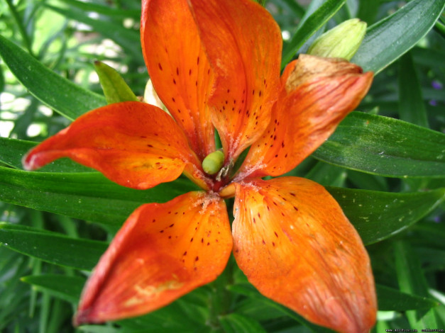 Обои картинки фото цветы, лилии, лилейники