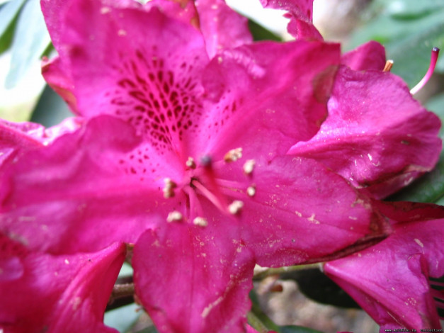 Обои картинки фото цветы, рододендроны, азалии