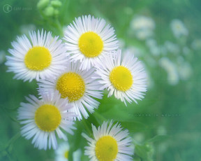 Картинка цветы луговые полевые