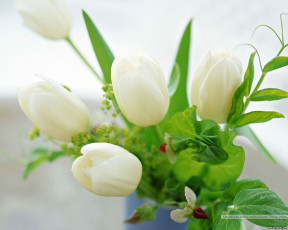 Картинка цветы тюльпаны