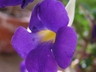 Картинка цветы