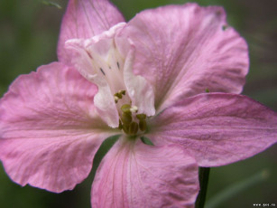 Картинка цветы