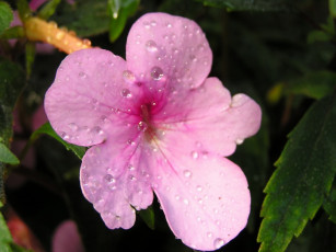 Картинка цветы