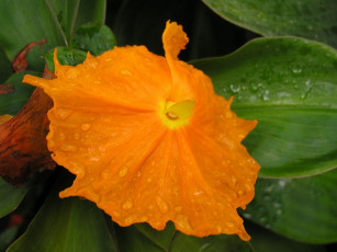 Картинка цветы