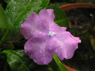 Картинка цветы