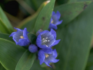 Картинка цветы