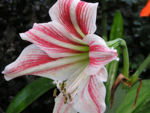 Картинка цветы амариллисы гиппеаструмы