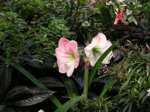 Картинка цветы амариллисы гиппеаструмы