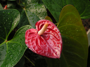 Картинка цветы антуриум цветок фламинго