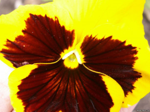 Картинка цветы анютины глазки садовые фиалки