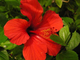 Картинка цветы гибискусы