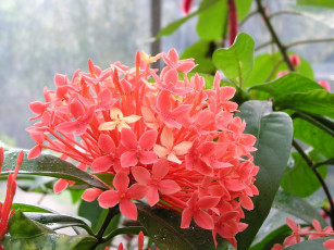 Картинка цветы клеродендрумы